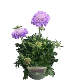 Žvaigždūnė (Lot Scabiosa col.) 'Mariposa Blue' C2/P17