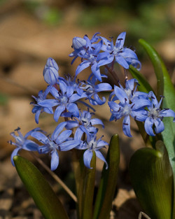 Dvilapė scylė (Lot Scilla bifolia) | KITI | DAUGIAMETĖS GĖLĖS