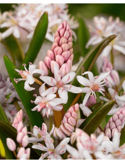 Dvilapė scylė (Lot Scilla bifolia) 'Rosea' | KITI | DAUGIAMETĖS GĖLĖS