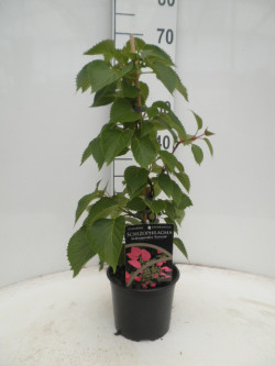 Skeltė hortenzinė (Lot Schizophragma hyd.) 'Roseum' C2/P17 40-50 CM