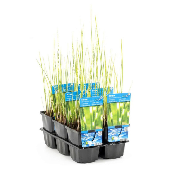 Viksvameldis (Lot Schoenoplectus t.) 'Zebrinus' P9 VANDENS AUGALAS