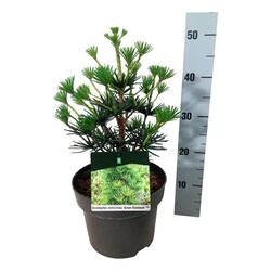 Skėtkėnis mentūrinis (Lot Sciadopitys vert.) 'Green Diamond' C5/P23 30-40 CM | MENTURINIS SKĖTKĖNIS | SKĖTKĖNIAI
