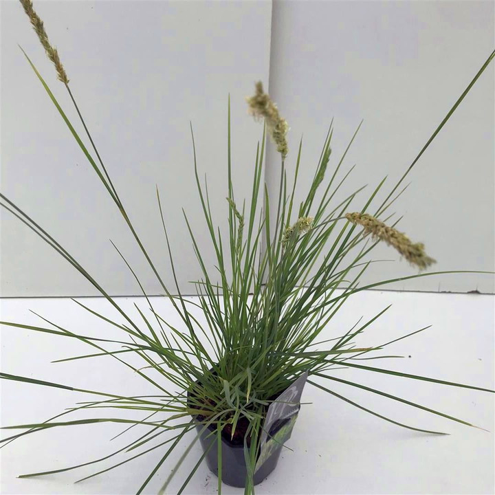 Rudeninis mėlitas (Lot Sesleria autumnalis) C2/P17 | MELITAI | SMILGOS - VARPINIAI AUGALAI