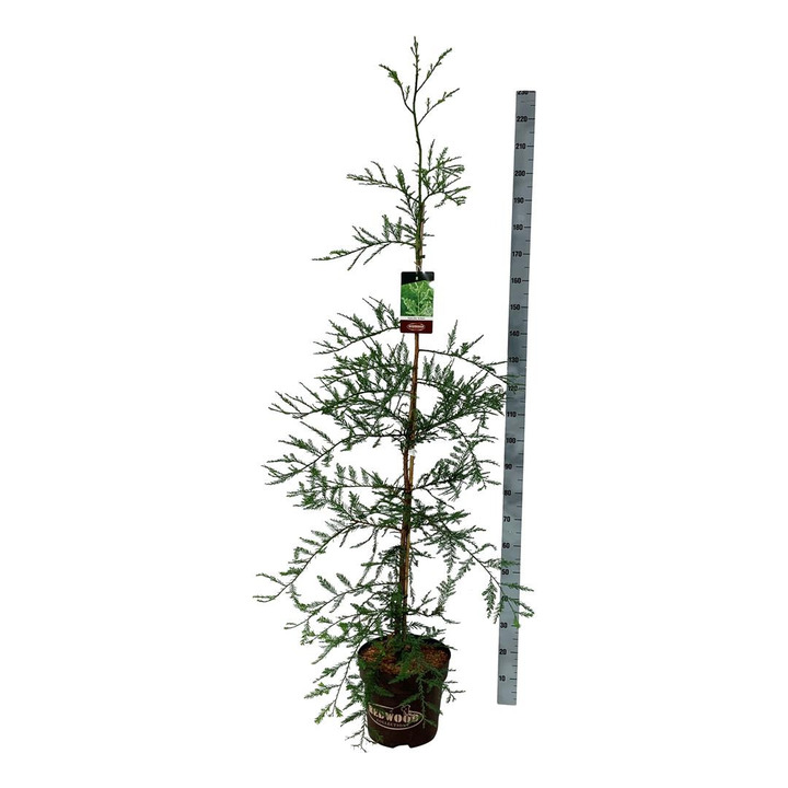 Visžalė sekvoja (Lot Sequoia s.) 'Illa Martin' C15 150-175 CM