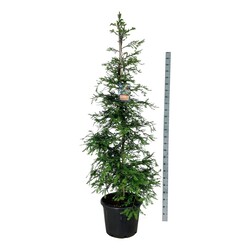 Visžalė sekvoja (Lot Sequoia s.) 'Illa Martin' C55 225-250 CM EXTRA