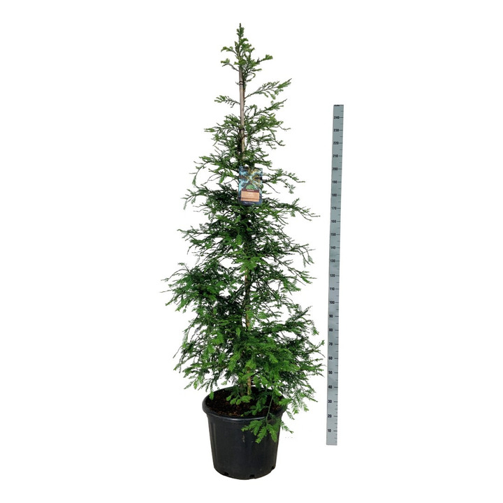 Visžalė sekvoja (Lot Sequoia s.) 'Illa Martin' C55 225-250 CM EXTRA