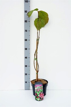 Klikantas (Lot Sinocalycalycanthus r.) 'Hartl.Wine' C3/P19 30-50 CM