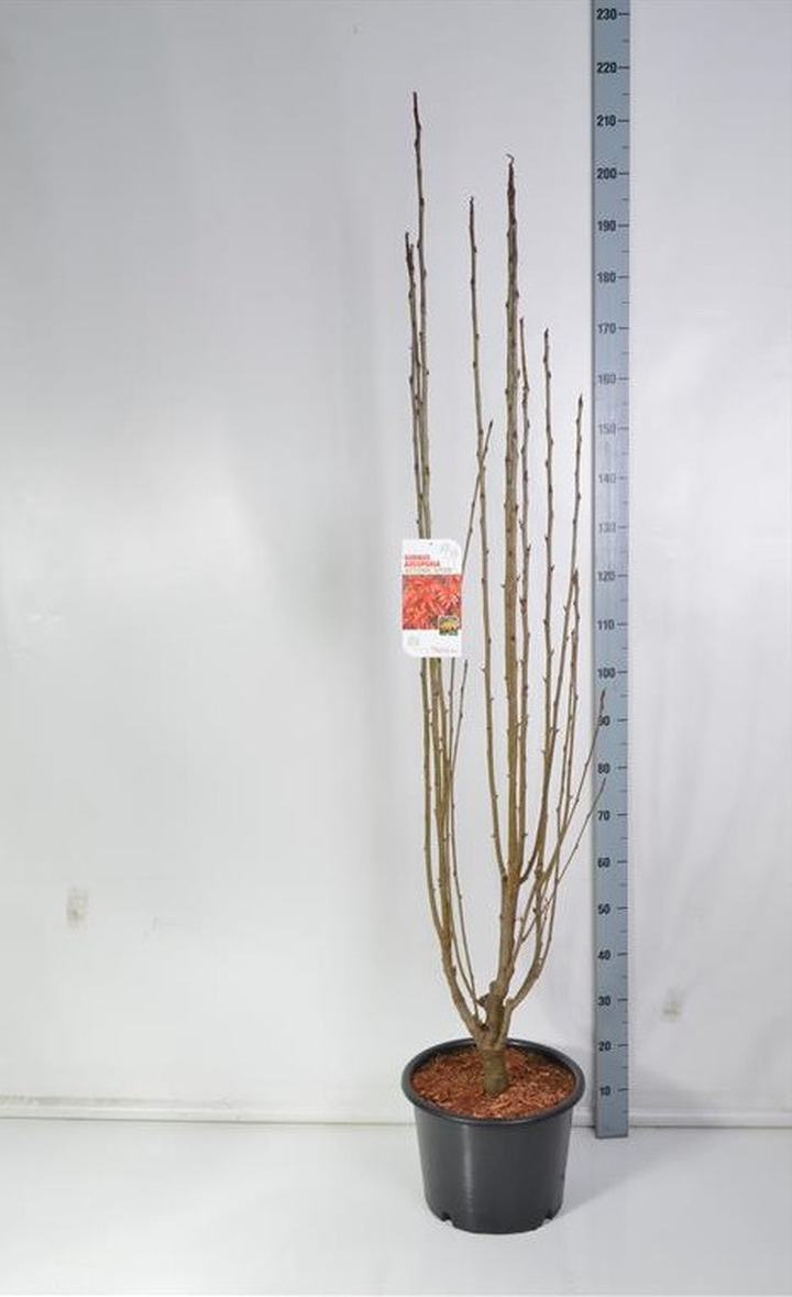 Šermukšnis (Lot Sorbus) 'Autumn Spire' C20 150-175 CM | ŠERMUKŠNIAI | MEDŽIAI