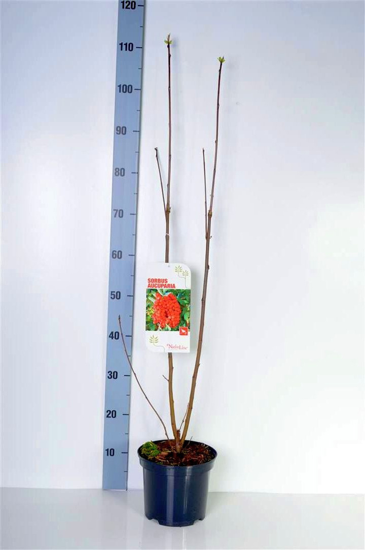Šermukšnis (Lot Sorbus aucuparia)  C3/P19 40-60 CM