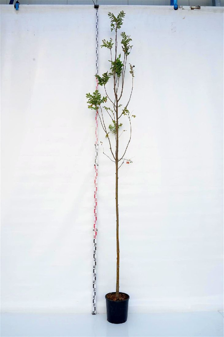 Šermukšnis (Lot Sorbus aucuparia)  C18 KAMIENO APIMTIS 8-10 CM STANDARD