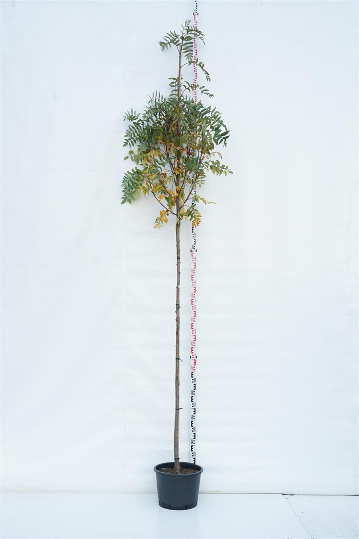 Šermukšnis puošnusis (Lot Sorbus decora) C25 KOTAS 200 CM KOTO APIMTIS 8-10 CM | ŠERMUKŠNIAI | MEDŽIAI