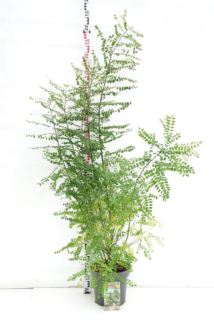 Japoninė sofora (Lot Sophora jap.) 'Styphnolobium' C12 100-125 CM