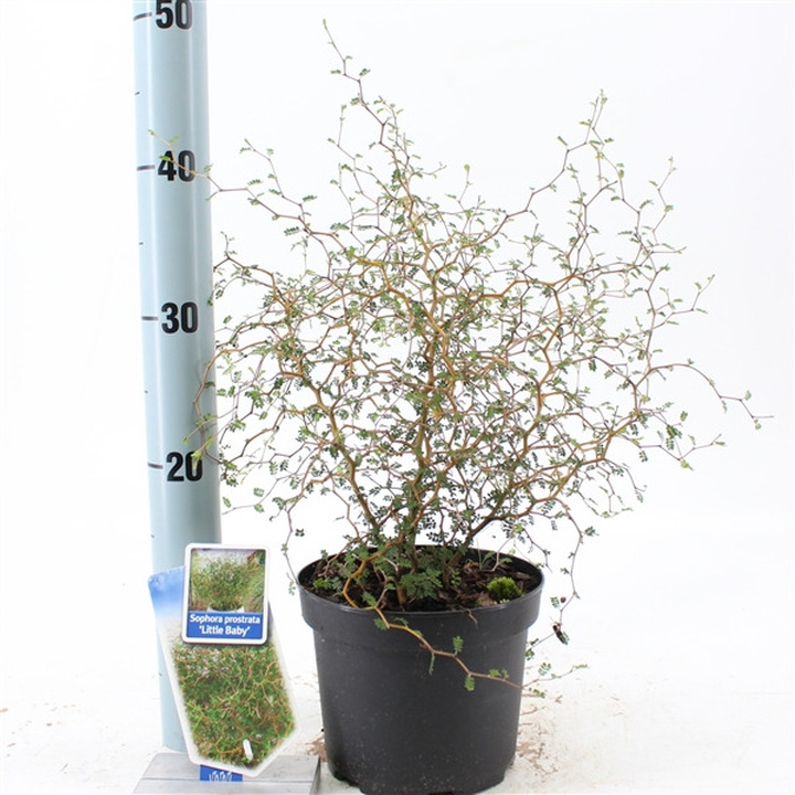Sophora (Lot Sophora) 'Little Baby' C2/P17 25-30 CM | SOFORA | MEDŽIAI