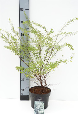 Lanksva smailialapė (Lot Spiraea arguta)  C3/P19 30-40 CM