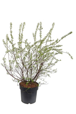 Lanksva smailialapė (Lot Spiraea arguta) C4/P21 50-60 CM | LANKSVOS | KRŪMAI