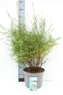 Lanksva smailialapė (Lot Spiraea arguta) C10 60-80 CM | LANKSVOS | KRŪMAI