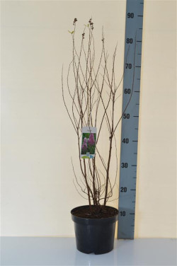 Bilardo lanksva (Lot Spiraea billardii) C3/P19 40-50 CM | LANKSVOS | KRŪMAI