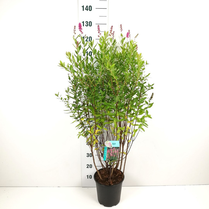 Bilardo lanksva (Lot Spiraea billardii)  C6,5/P24 60-80 CM