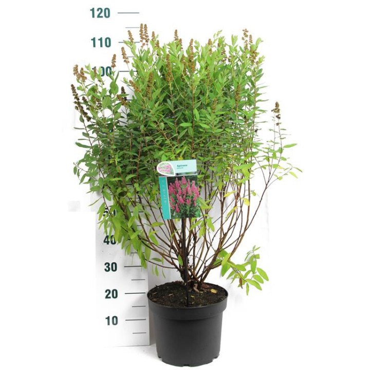 Bilardo lanksva (Lot Spiraea billardii)  C10 80-100 CM