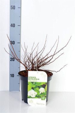 Lanksva beržalapė (Lot Spiraea betulifolia) 'Tor Gold' C3/P19 20-30 CM