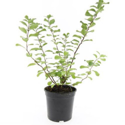 Lanksva beržalapė (Lot Spiraea betulifolia) 'Tor' C1,5/P15 | LANKSVOS | KRŪMAI