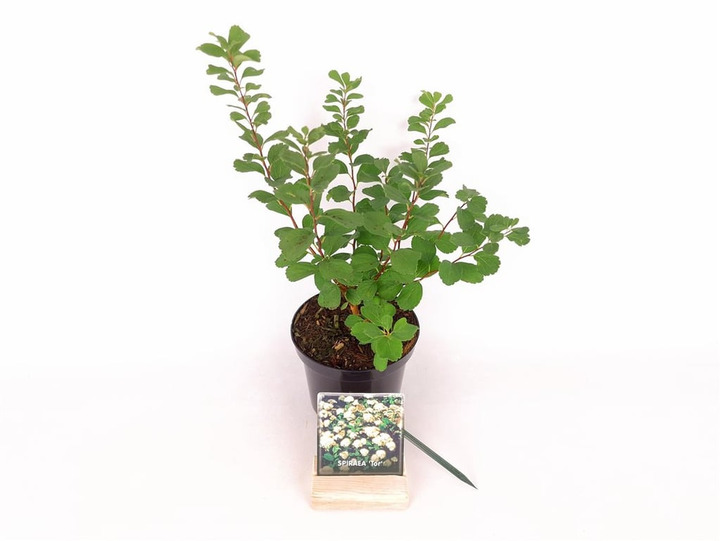 Lanksva beržalapė (Lot Spiraea betulifolia) 'Tor' C1,5/P15 20-25 CM