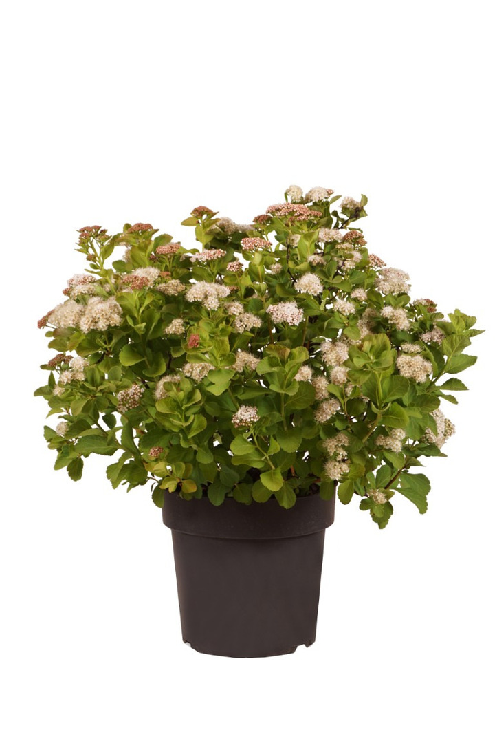 Lanksva beržalapė (Lot Spiraea betulifolia) 'Tor' C4/P21 25-30 CM