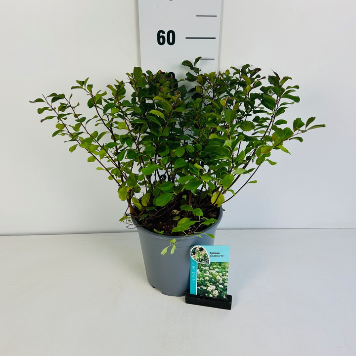 Lanksva beržalapė (Lot Spiraea betulifolia) 'Tor' C6,5/P24 40-50 CM