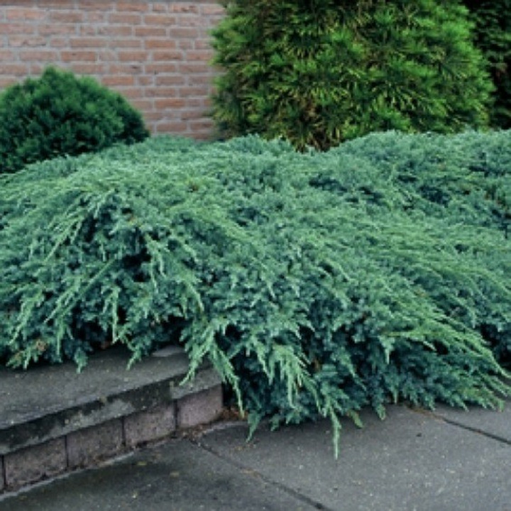 Kadagys Žvynuotasis ( Lot. Juniperus Squamata) BLUE CARPET C7.