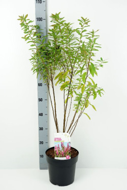 LANKSVOS (Lot Spiraea bill.) 'Triumphans' C4/P21 50-60 CM | LANKSVOS | KRŪMAI