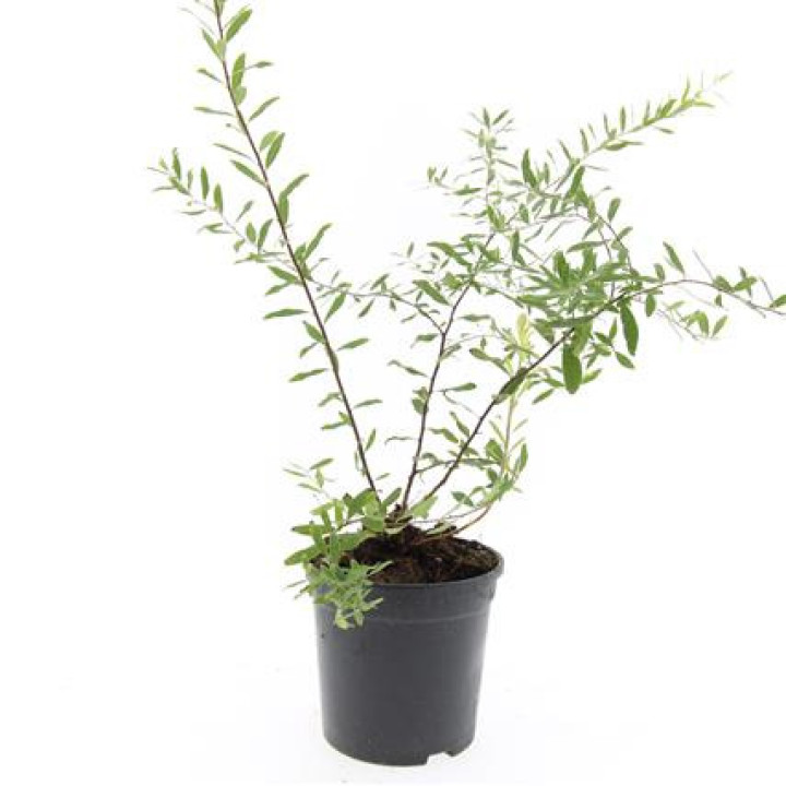 Pilkoji lanksva (Lot Spiraea cinerea) 'Grefsheim' C1,5/P15 | LANKSVOS | KRŪMAI