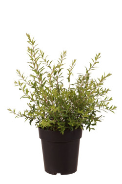 Pilkoji lanksva (Lot Spiraea cinerea) 'Grefsheim' C3/P19 30-40 CM