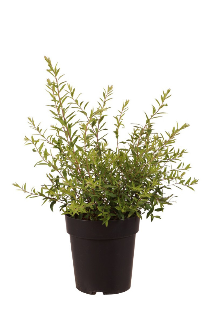 Pilkoji lanksva (Lot Spiraea cinerea) 'Grefsheim' C3/P19 30-40 CM