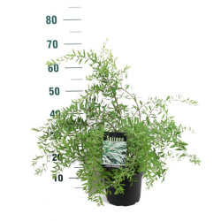 Pilkoji lanksva (Lot Spiraea cinerea) 'Grefsheim' C3/P19 40-50 CM - nuotrauka 1