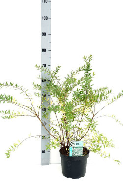 Pilkoji lanksva (Lot Spiraea cinerea) 'Grefsheim' C3/P19 50-60 CM | LANKSVOS | KRŪMAI