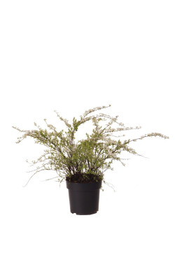 Pilkoji lanksva (Lot Spiraea cinerea) 'Grefsheim' C4/P21 50-60 CM | LANKSVOS | KRŪMAI