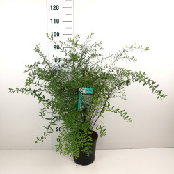 Pilkoji lanksva (Lot Spiraea cinerea) 'Grefsheim' C6,5/P24 60-80 CM