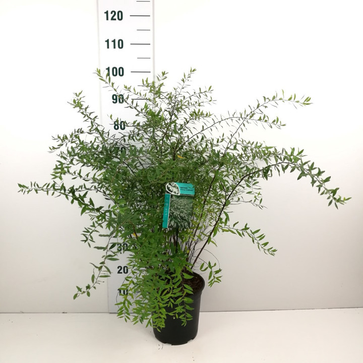 Pilkoji lanksva (Lot Spiraea cinerea) 'Grefsheim' C6,5/P24 60-80 CM