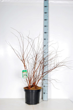 Pilkoji lanksva (Lot Spiraea cinerea) 'Grefsheim' C7,5/P26 60-80 CM | LANKSVOS | KRŪMAI