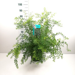 Pilkoji lanksva (Lot Spiraea cinerea) 'Grefsheim' C10 60-80 CM | LANKSVOS | KRŪMAI