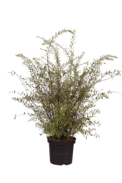 Pilkoji lanksva (Lot Spiraea cinerea) 'Grefsheim' C10 80-100 CM | LANKSVOS | KRŪMAI