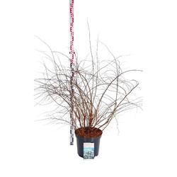 Pilkoji lanksva (Lot Spiraea cinerea) 'Grefsheim' C12 80-100 CM