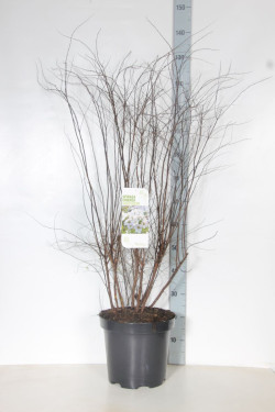 Pilkoji lanksva (Lot Spiraea cinerea) 'Grefsheim' C12 100-125 CM