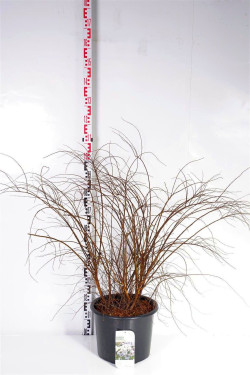 Pilkoji lanksva (Lot Spiraea cinerea) 'Grefsheim' C20 100-125 CM | LANKSVOS | KRŪMAI