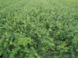 Pilkoji lanksva (Lot Spiraea cinerea) 'Grefsheim' 0+2 40-60 CM