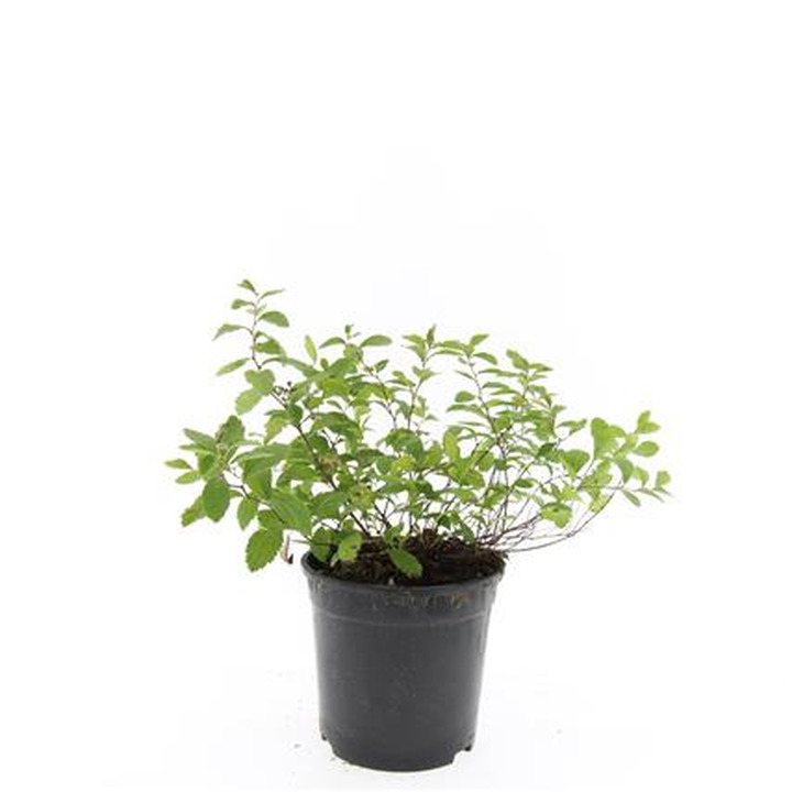 Šliaužiančioji lanksva (Lot Spiraea decumbens)  C1,5/P15