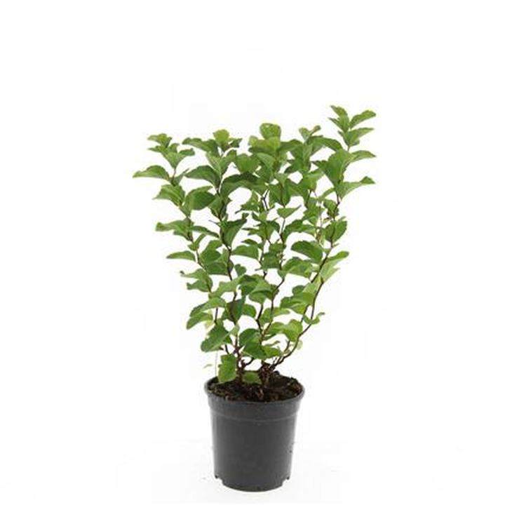 Tankiažiedė lanksva (Lot Spiraea densiflora) C1,5/P15 | LANKSVOS | KRŪMAI