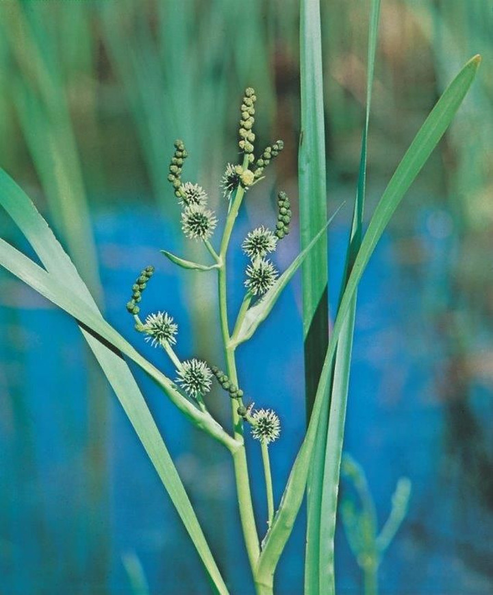 Sparganium erectum (Lot Sparganium erectum) P9 | VANDENS IR PAKRANČIŲ AUGALAI | AUGALAITAU