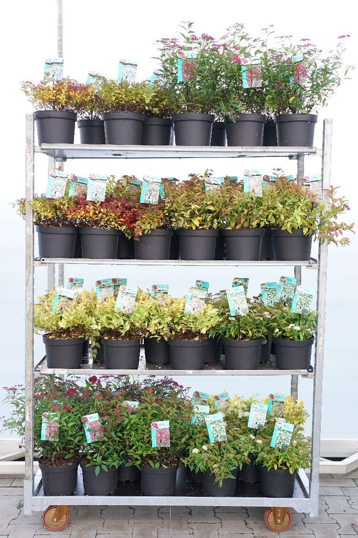 Lanksva MIX (Lot Spiraea in)  C3/P19 25-30 CM
