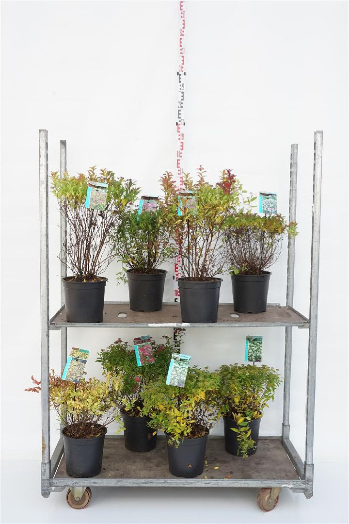 Lanksva MIX (Lot Spiraea in)  C6,5/P24 30-40 CM